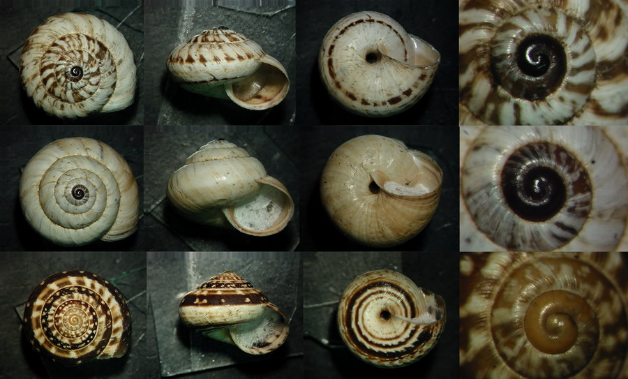 Cernuella virgata pandatariae